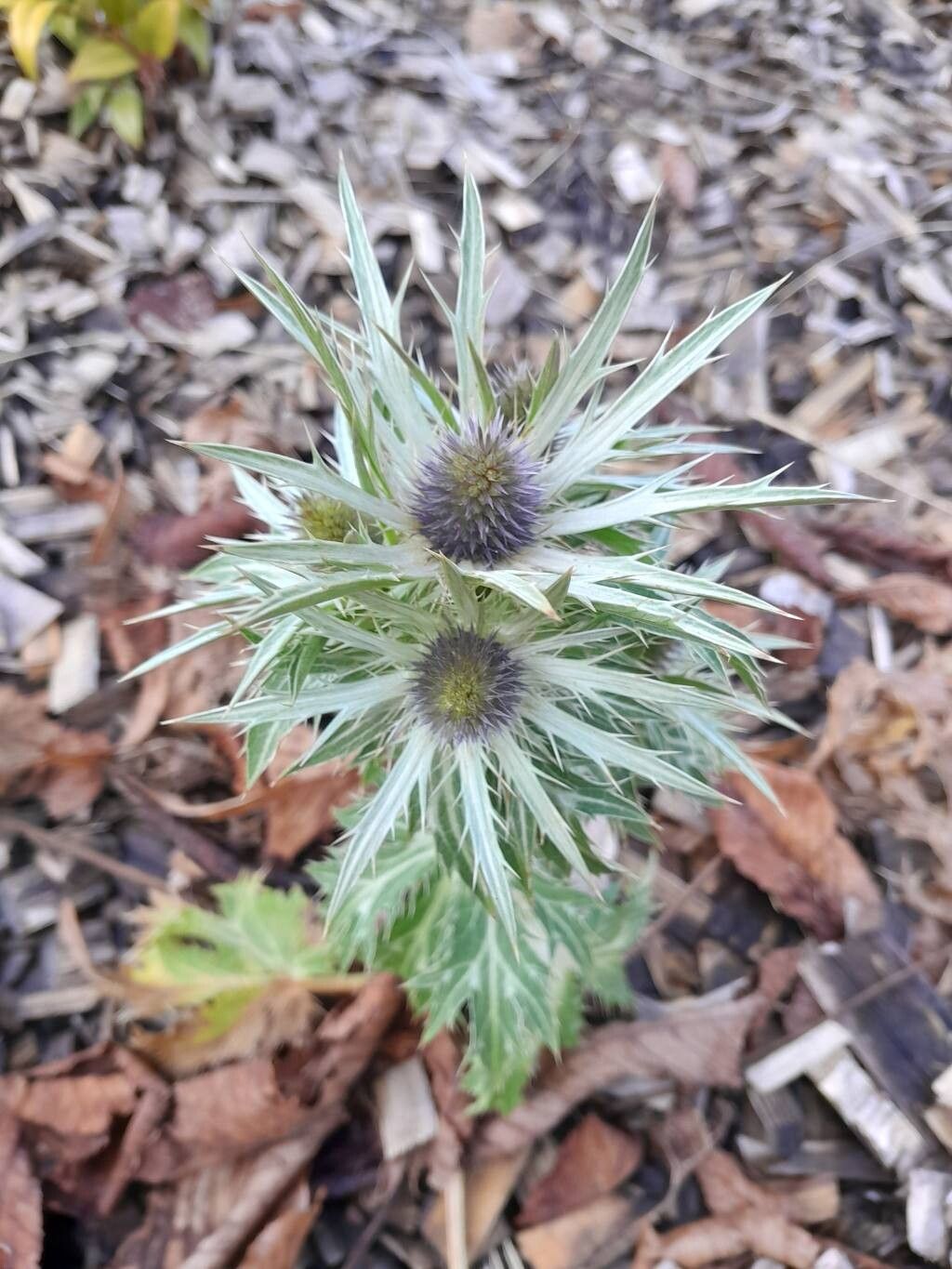 Eryngium alpinum (Alpine Sea Holly) (alternate view 11)
