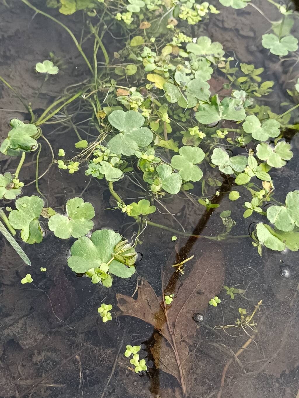 Ranunculus omiophyllus (Round-leaved Crowfoot) (alternate view 14)