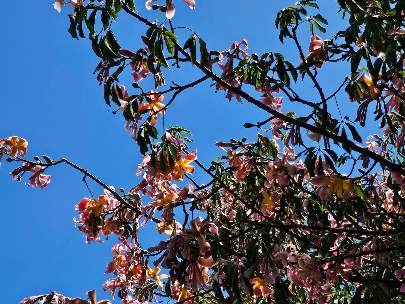 Ceiba speciosa (Pink Silk Floss Tree) (alternate view 7)