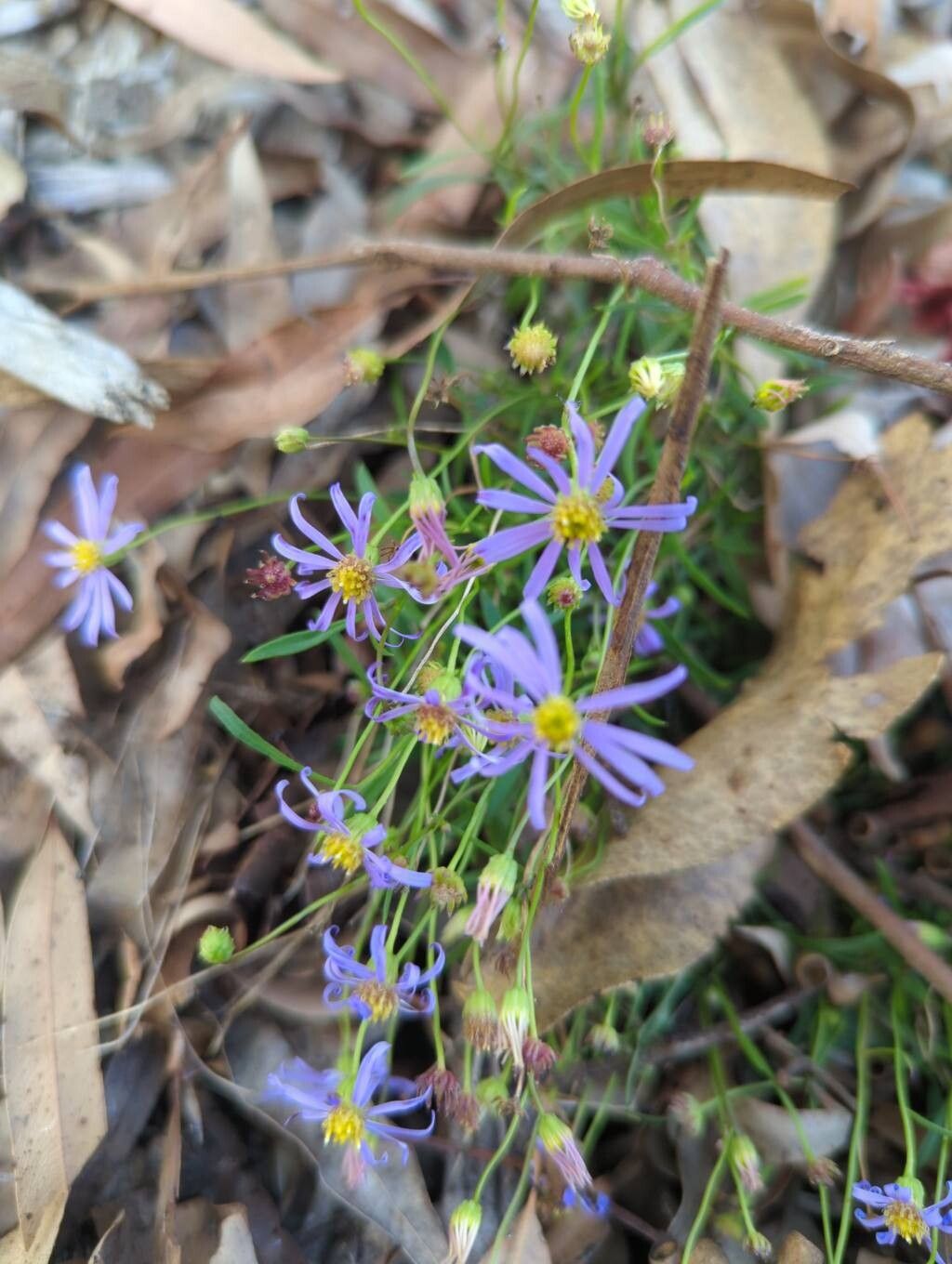 Brachyscome multifida (cut-leaved daisy) (alternate view 12)