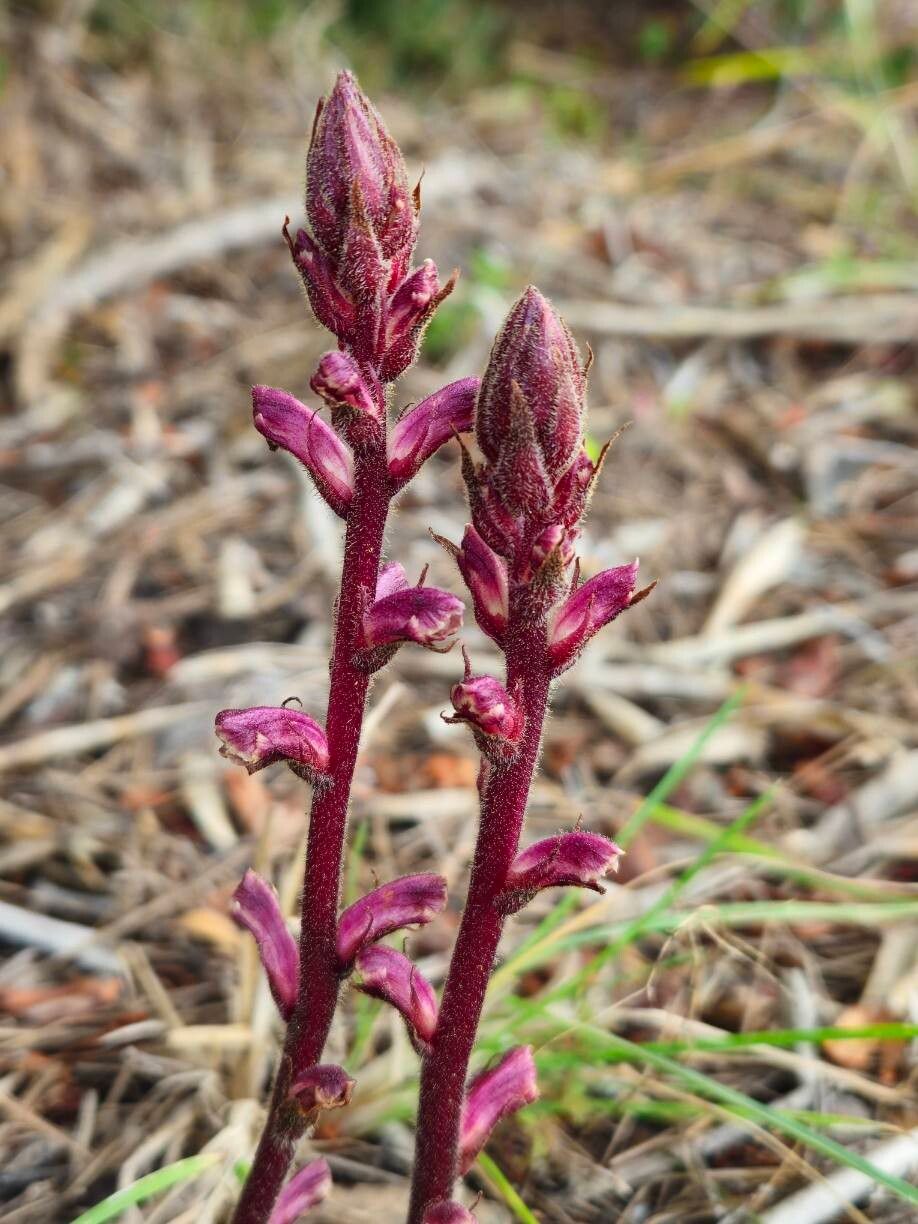 Orobanche minor (Common Broomrape) (alternate view 11)
