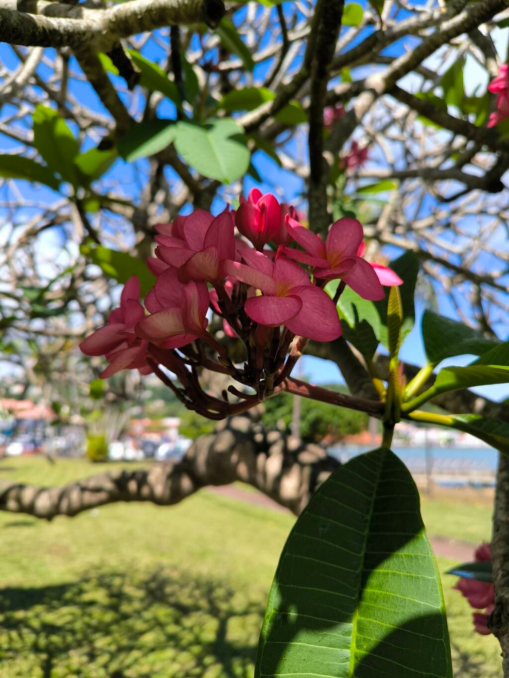 Plumeria rubra (Plumeria) (alternate view 8)
