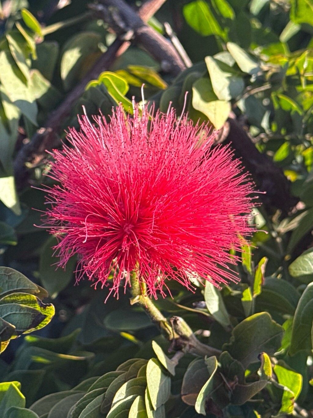 Calliandra haematocephala (Pink Powder Puff) (alternate view 14)