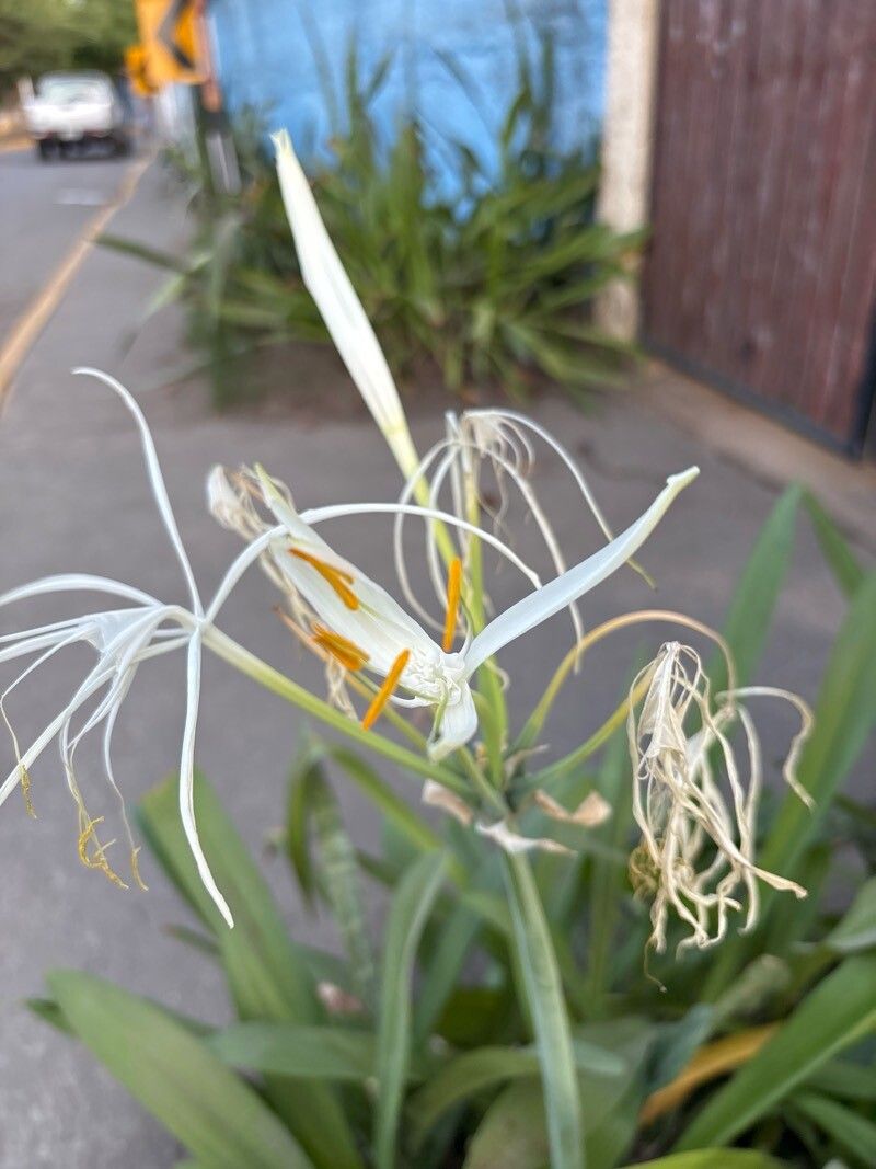 Hymenocallis (spider lilies)