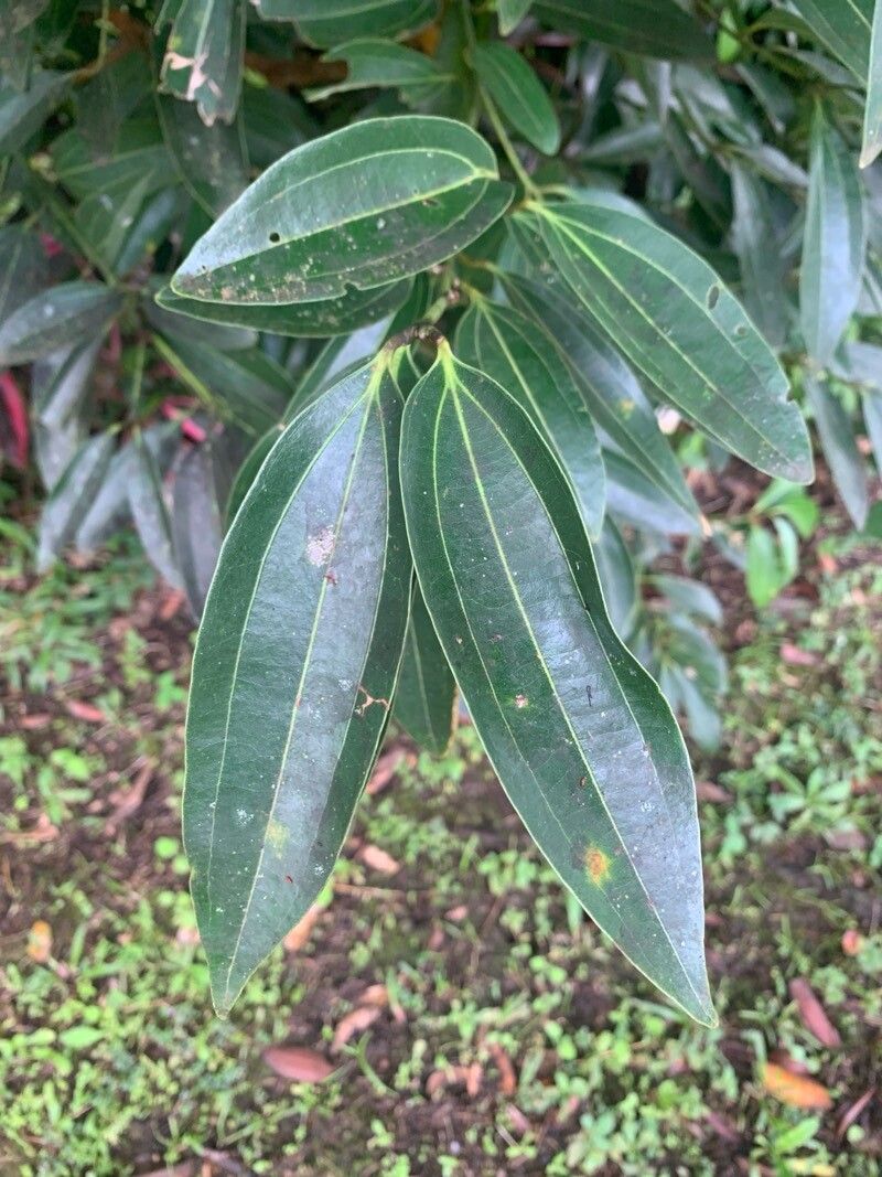 Cinnamomum verum (True Cinnamon) (alternate view 15)