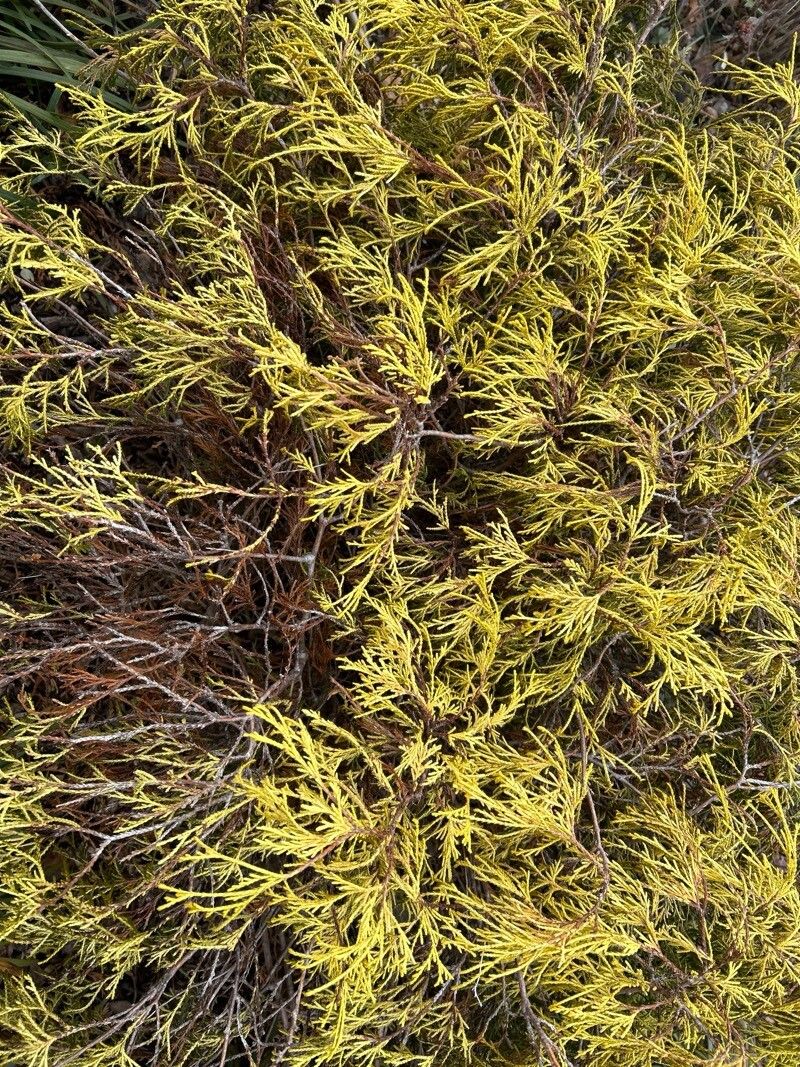 Chamaecyparis pisifera (Sawara Cypress) (alternate view 10)
