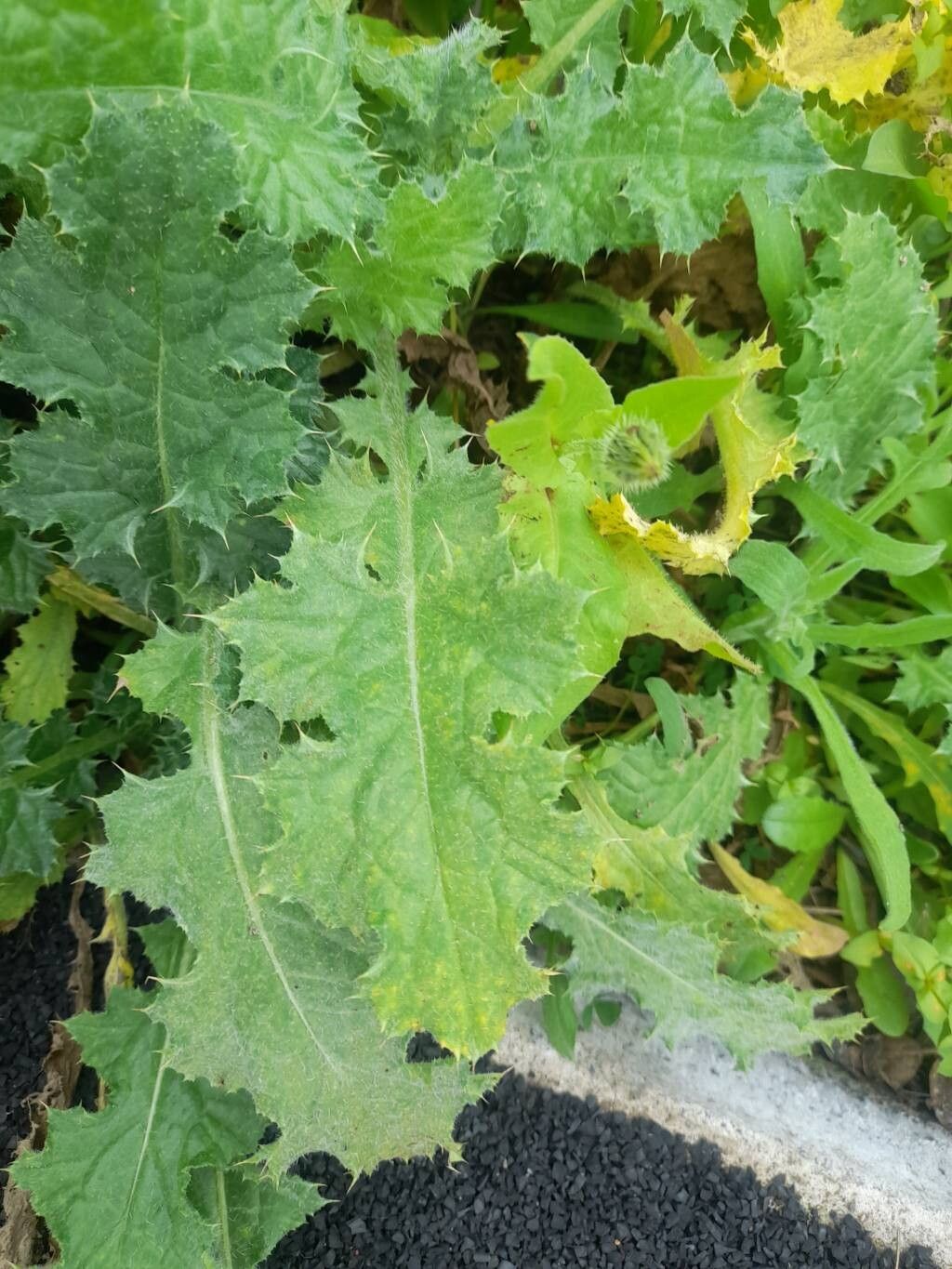 Carduus tenuiflorus (slenderflower thistle) (alternate view 13)