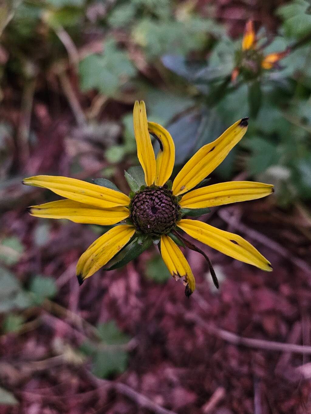 Rudbeckia fulgida (Black-eyed Susan)