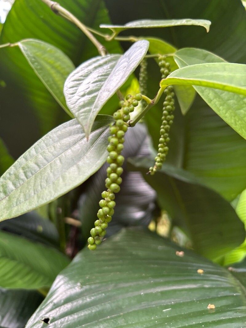 Piper nigrum (Black Pepper Plant) (alternate view 11)