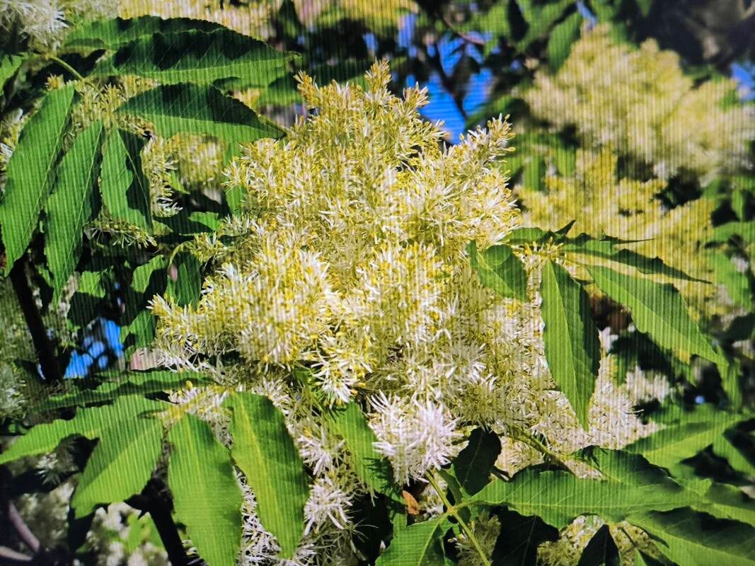 Fraxinus ornus (flowering ash, manna ash) (alternate view 12)