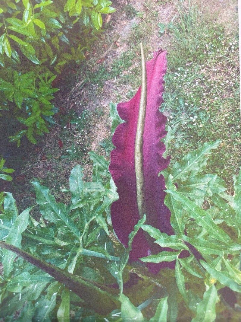 Dracunculus vulgaris (dragon arum) (alternate view 2)
