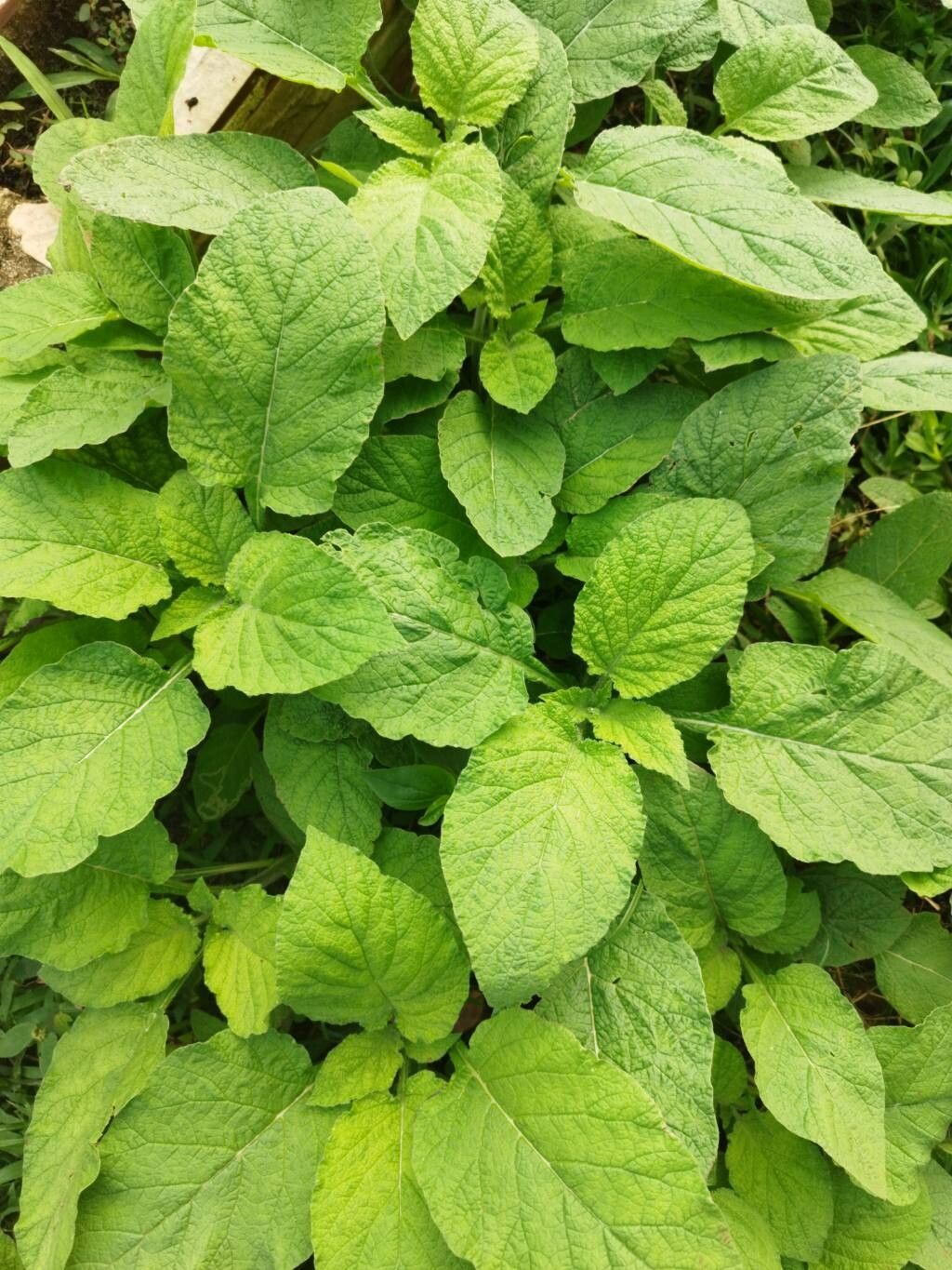 Heliotropium indicum (Indian Heliotrope) (alternate view 2)