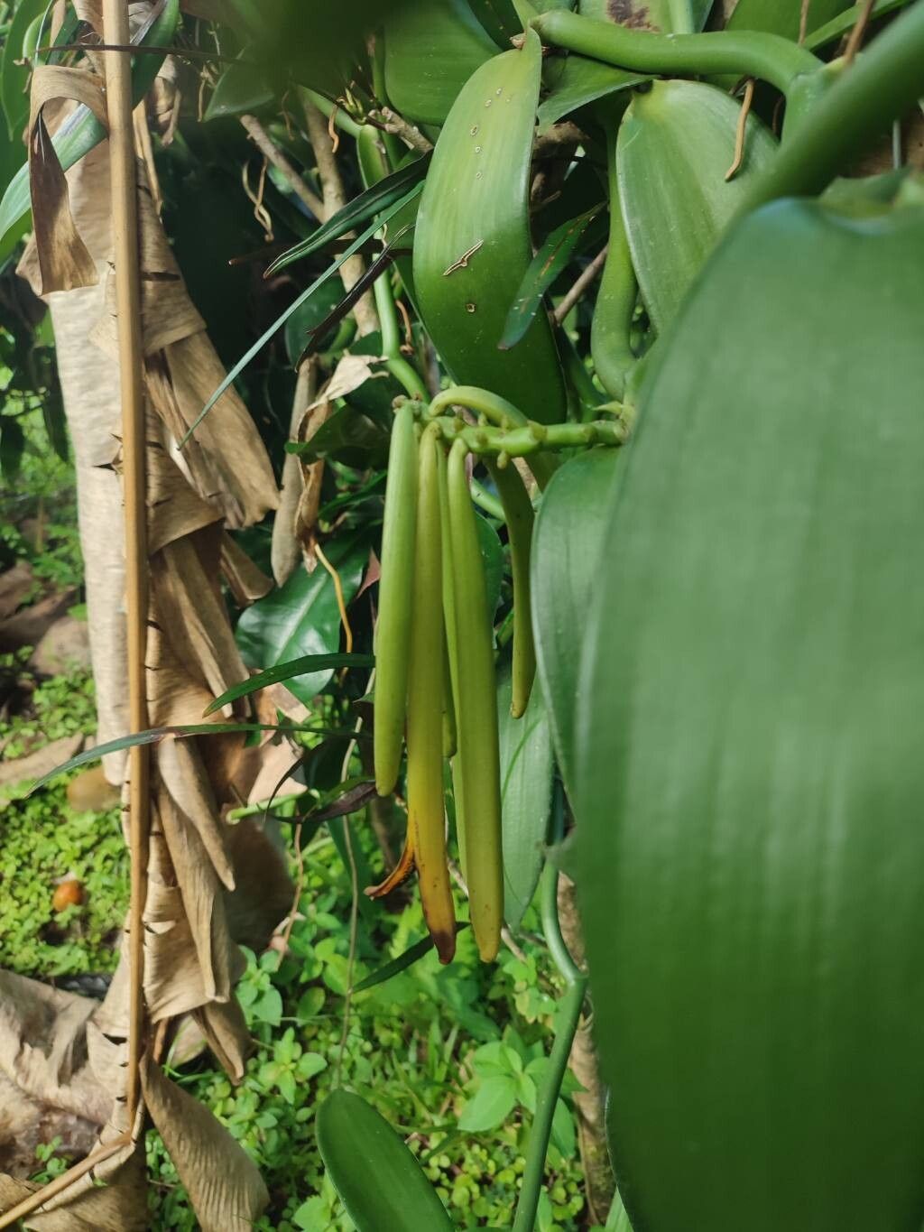 Vanilla planifolia (Vanilla Orchid) (alternate view 12)