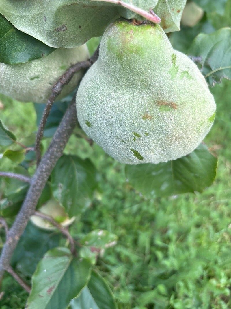 Cydonia oblonga (Quince) (alternate view 10)