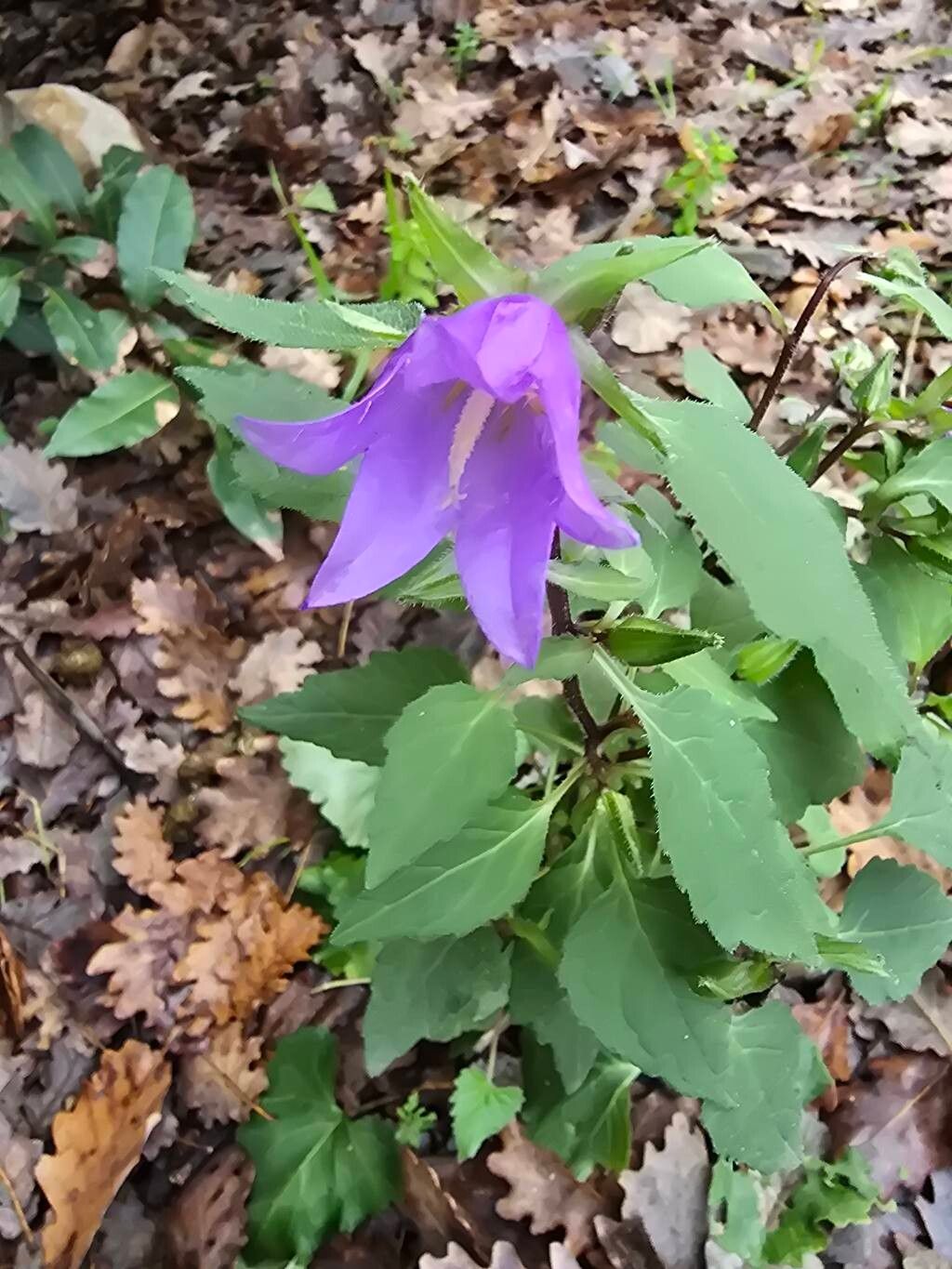 Campanula trachelium (Nettle-leaved Bellflower) (alternate view 14)