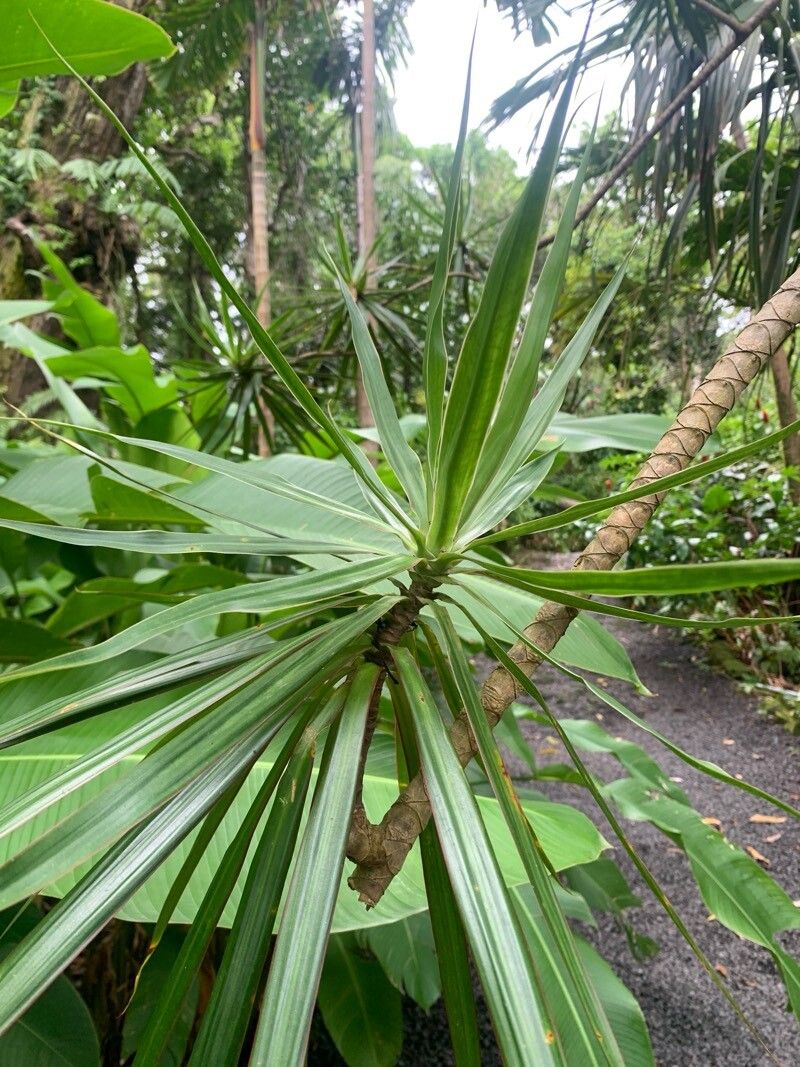 Dracaena reflexa (Song of India)