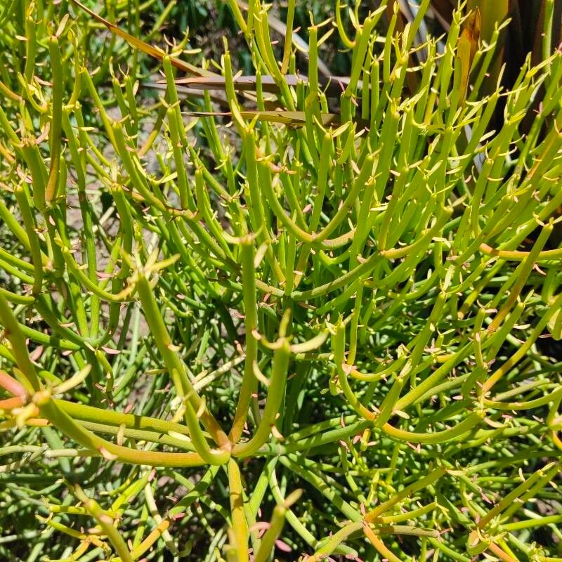 Euphorbia tirucalli (Fire Stick) (alternate view 2)