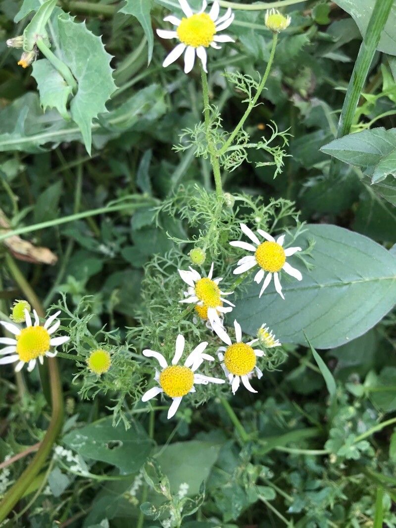 Anthemis cotula (chamomile) (alternate view 11)
