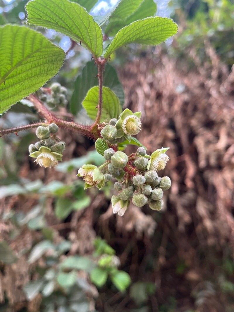 Rubus ellipticus (Golden Raspberry)