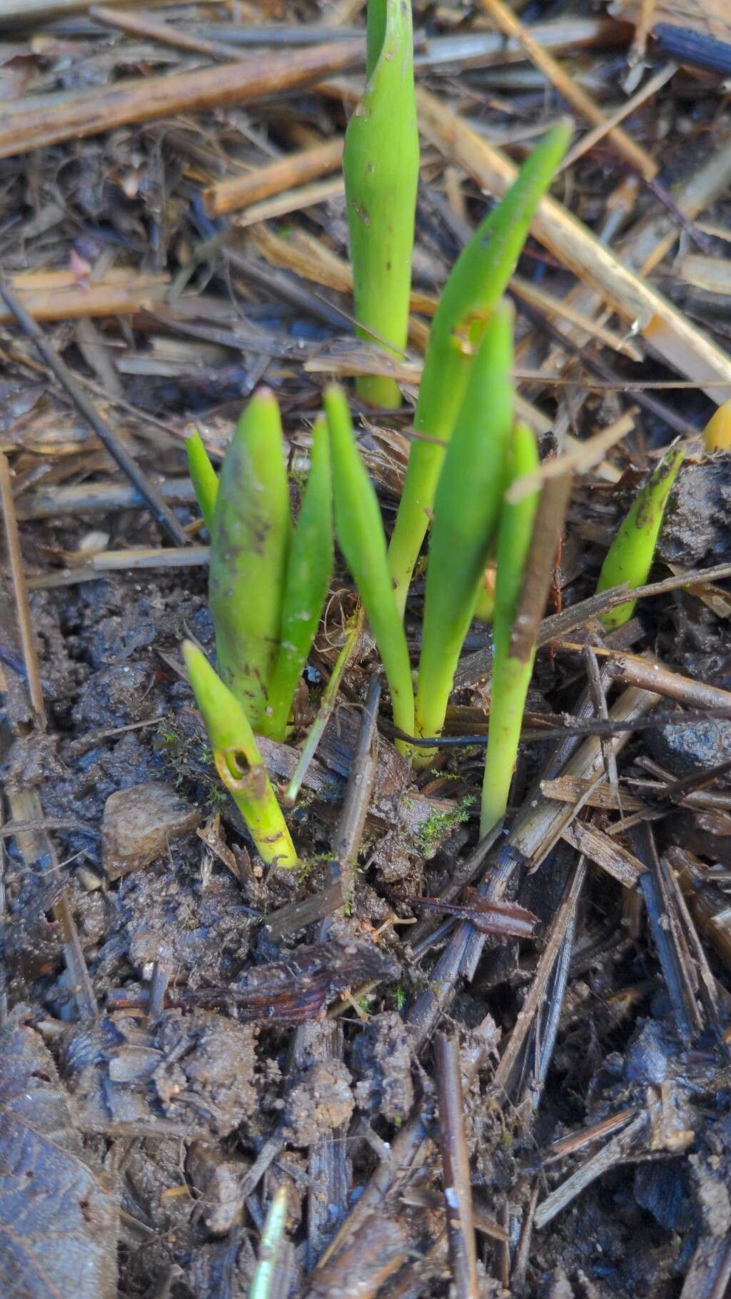 Tulipa gesneriana (Garden Tulip) (alternate view 9)