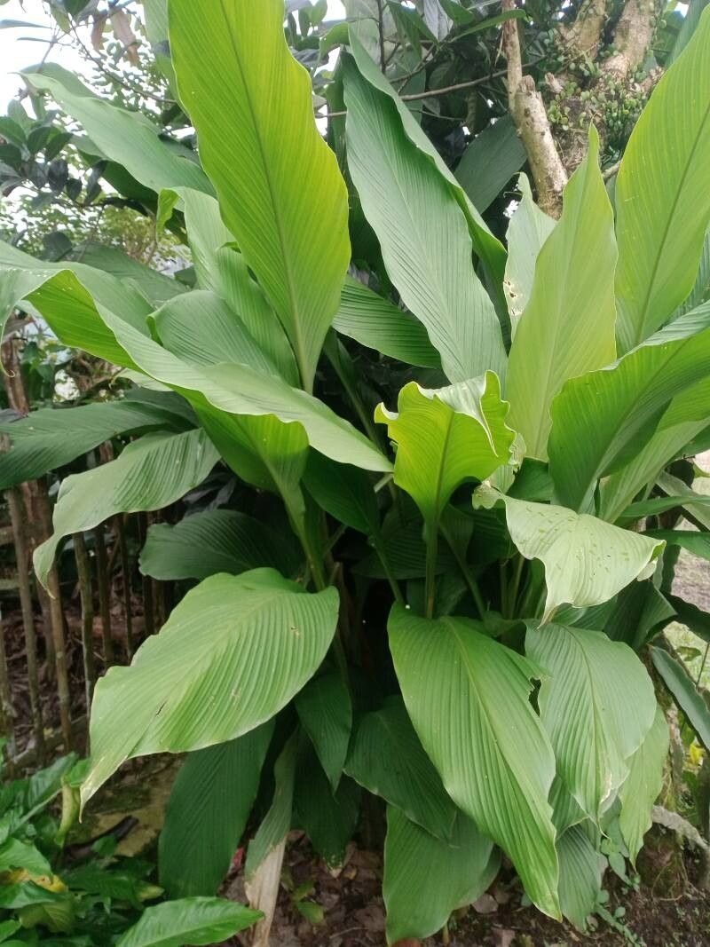 Curcuma (turmerics) (alternate view 2)
