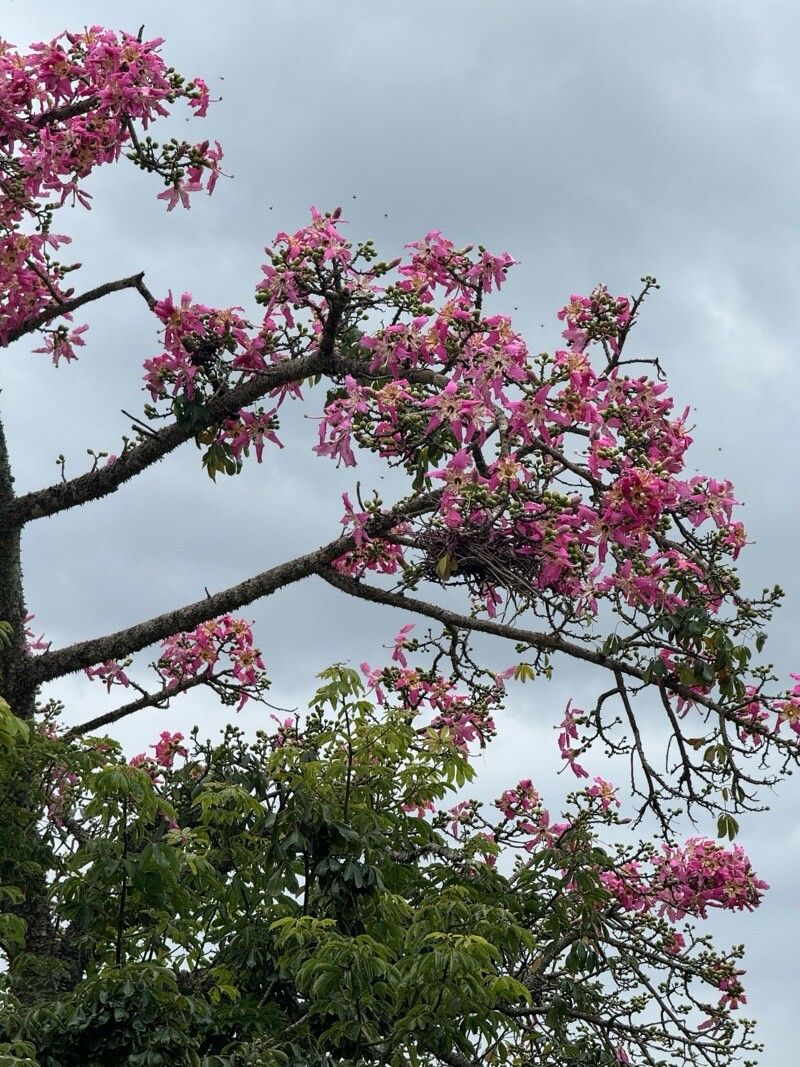 Ceiba speciosa (Pink Silk Floss Tree) (alternate view 8)