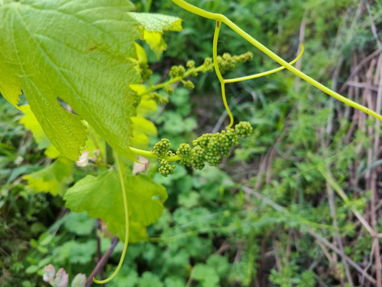 Vitis vinifera (grape) (alternate view 13)