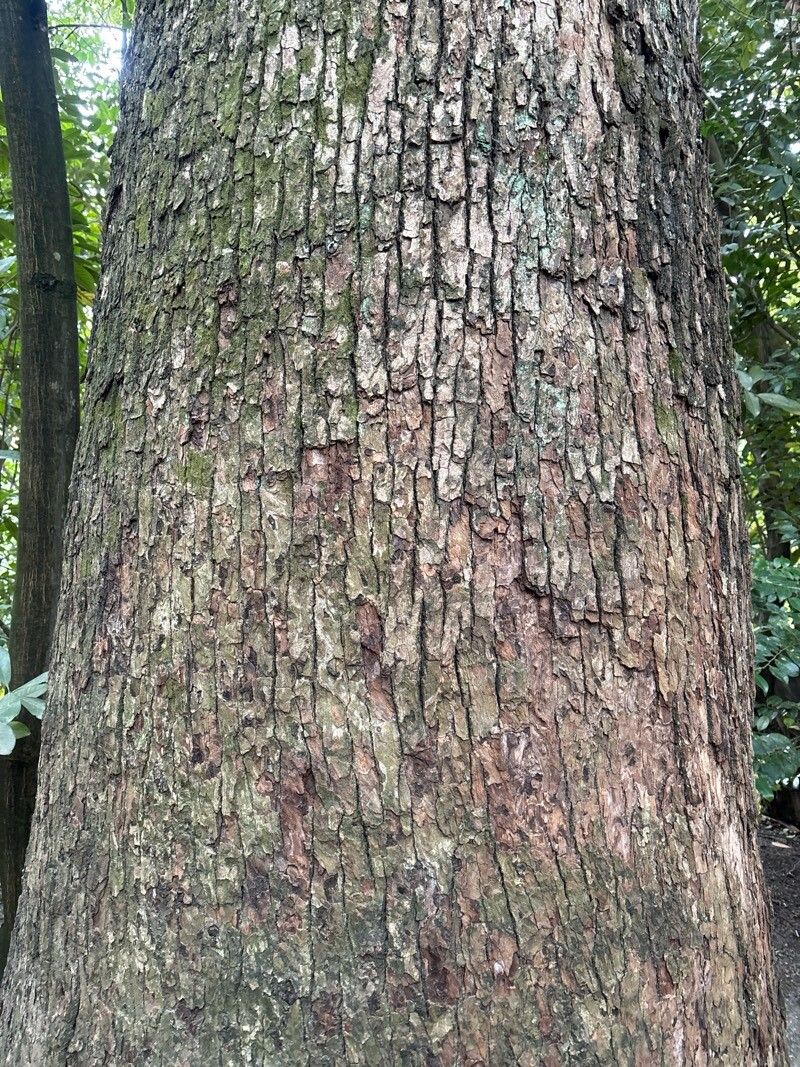 Cinnamomum camphora, Camphor tree — spreading evergreen (Lauraceae) (image 1 of 9)