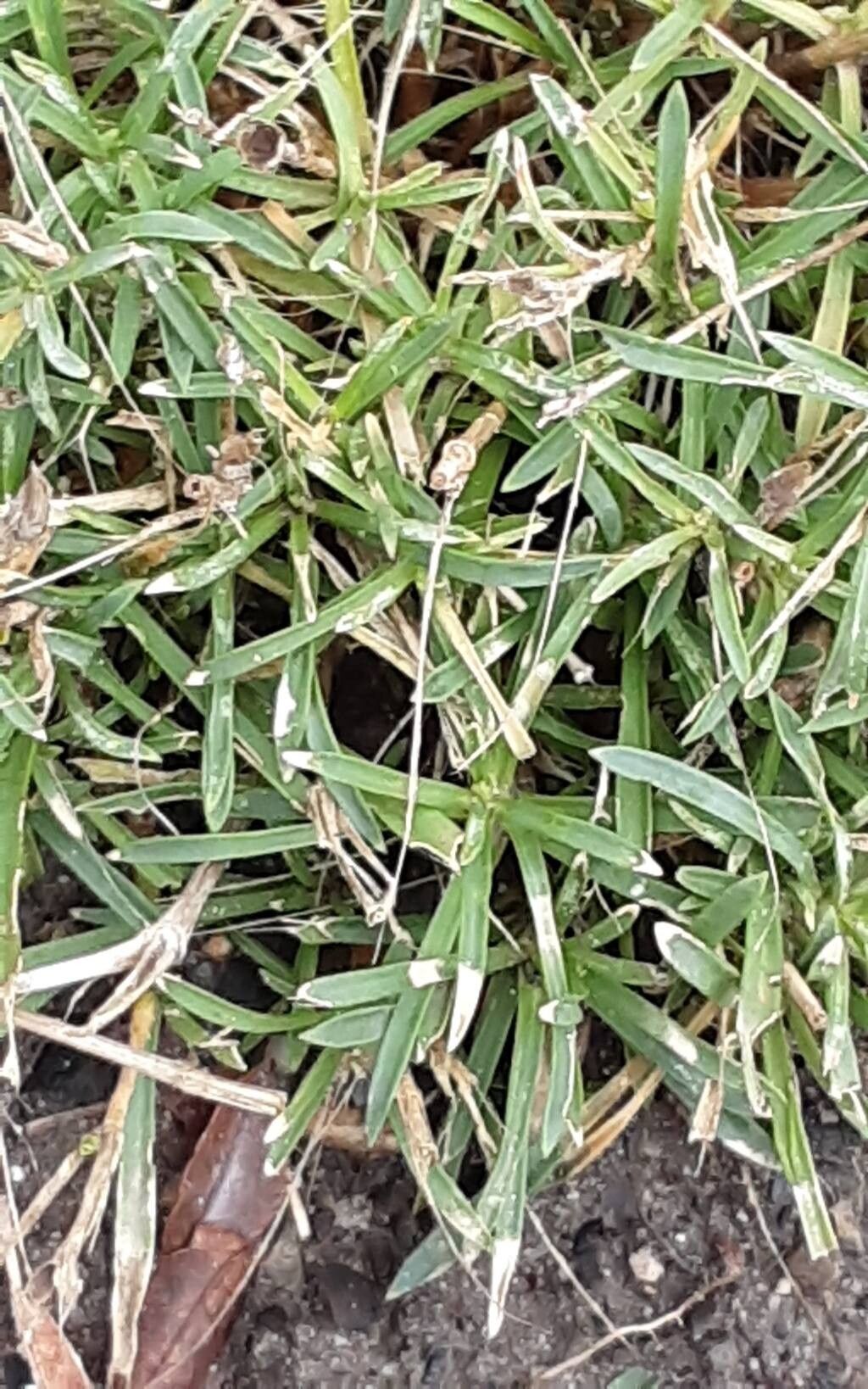 Dianthus gratianopolitanus (pinks) (alternate view 3)