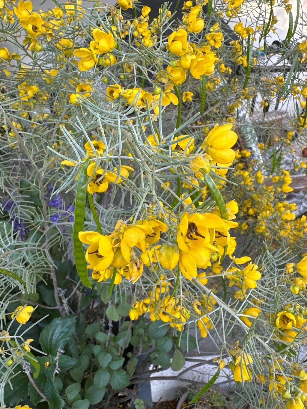 Senna artemisioides (silver senna) (alternate view 14)