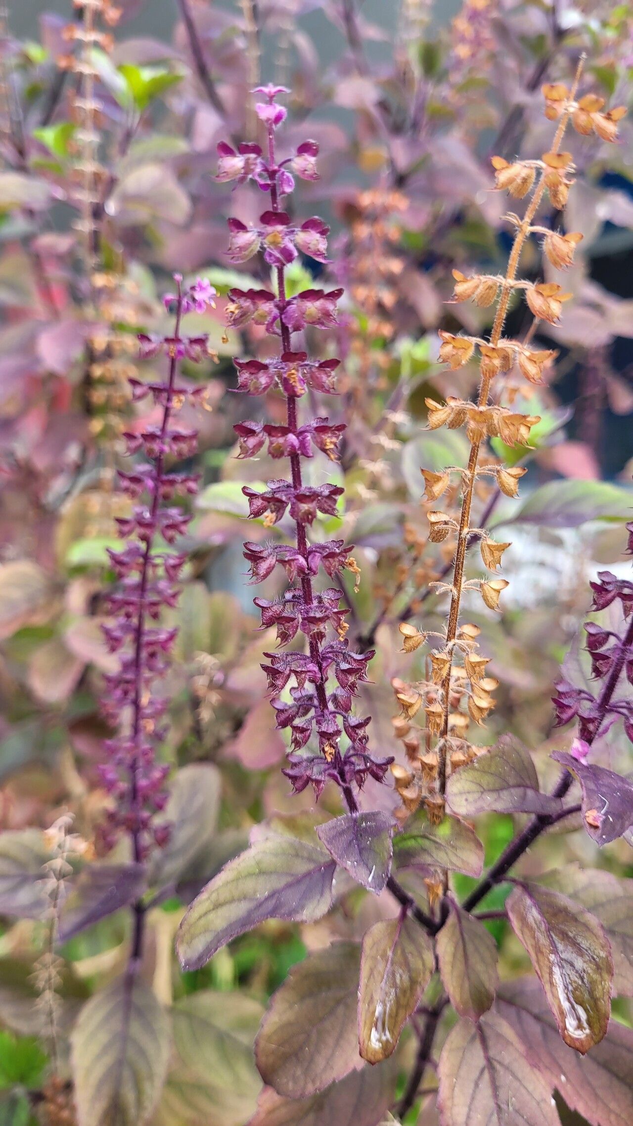 Ocimum tenuiflorum (Holy Basil) (alternate view 3)