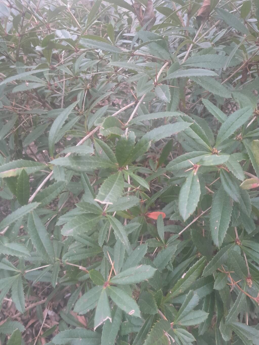 Berberis julianae (Wintergreen barberry) (alternate view 2)