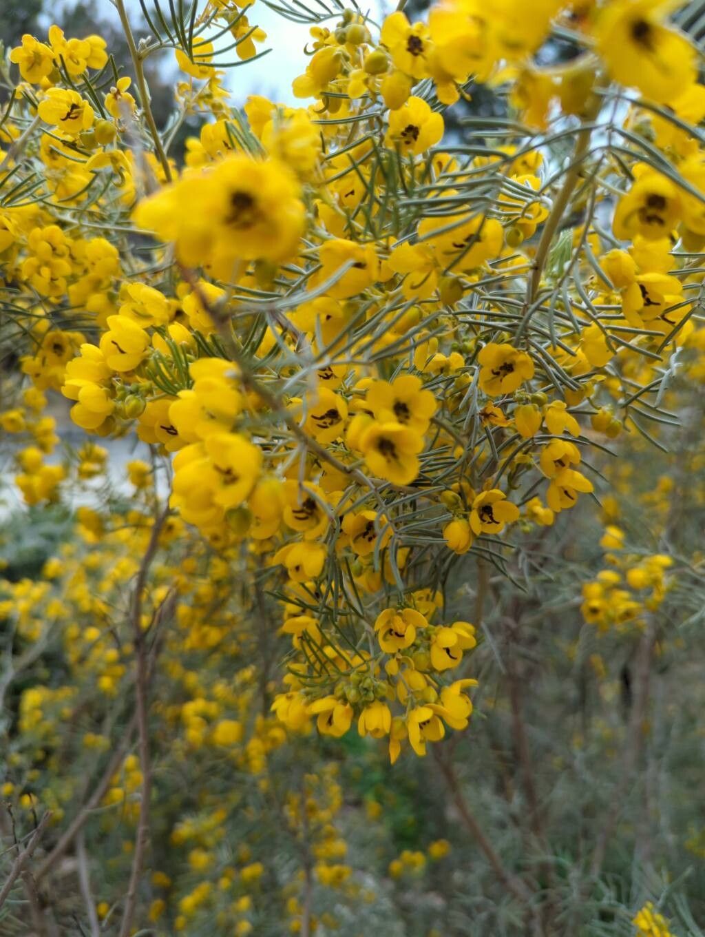 Senna artemisioides (silver senna) (alternate view 12)