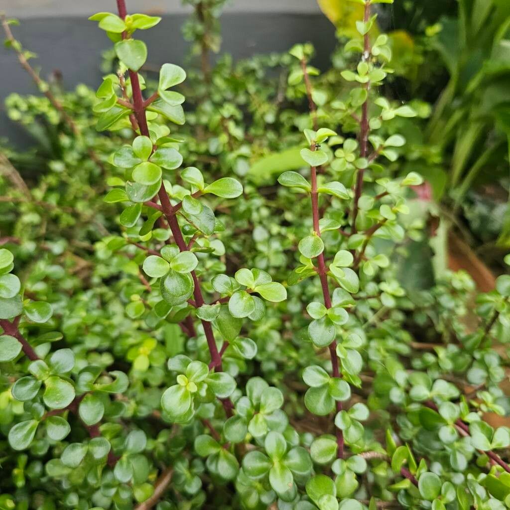 Portulacaria afra (Jade Plant)