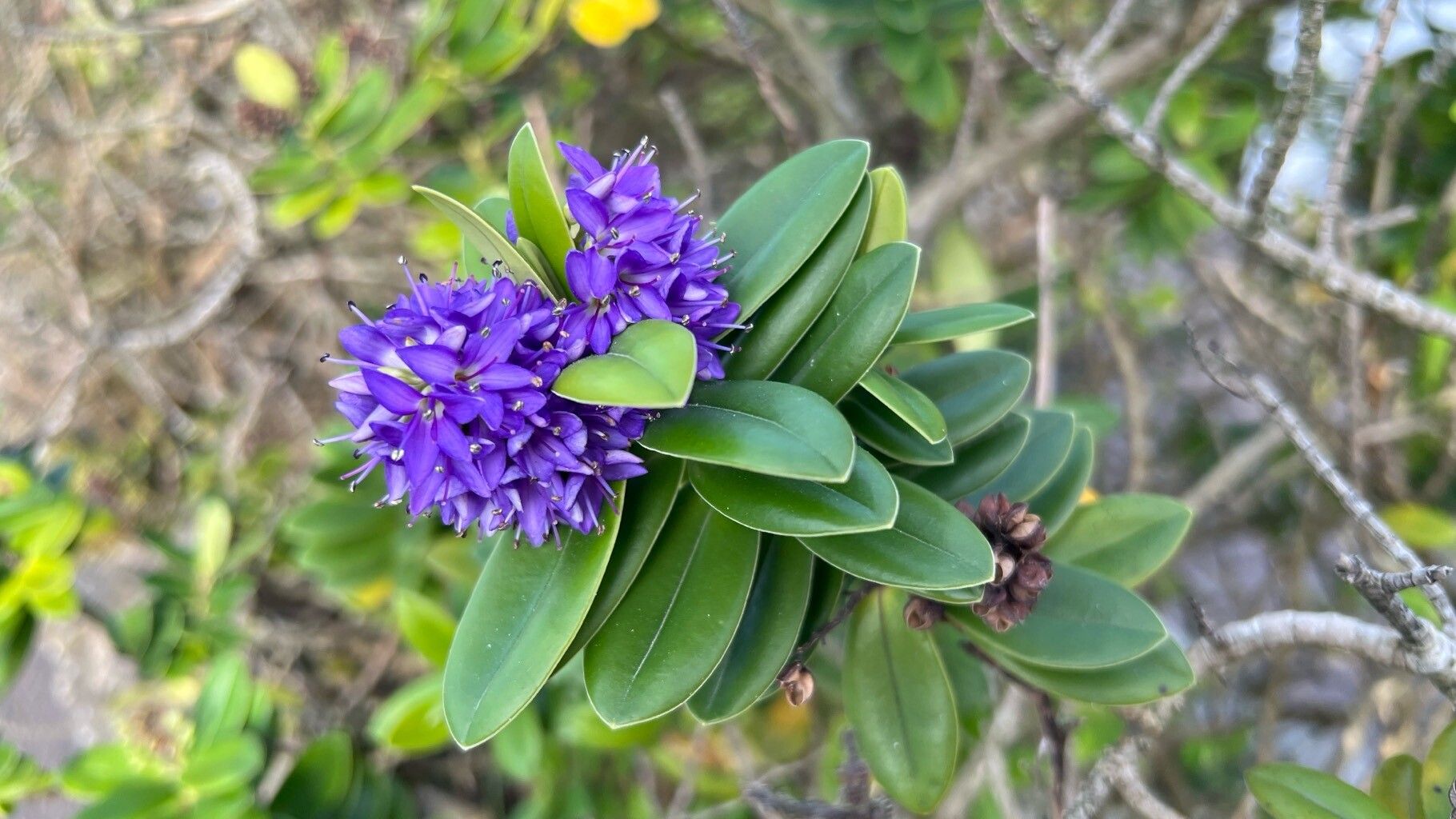 Veronica × franciscana (Hedge Veronica) (alternate view 2)