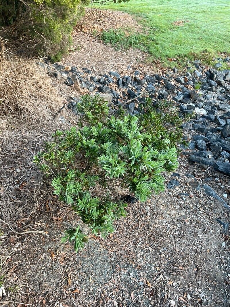 Callistemon viminalis, Weeping bottlebrush — spreading evergreen (Myrtaceae) (image 10 of 10)