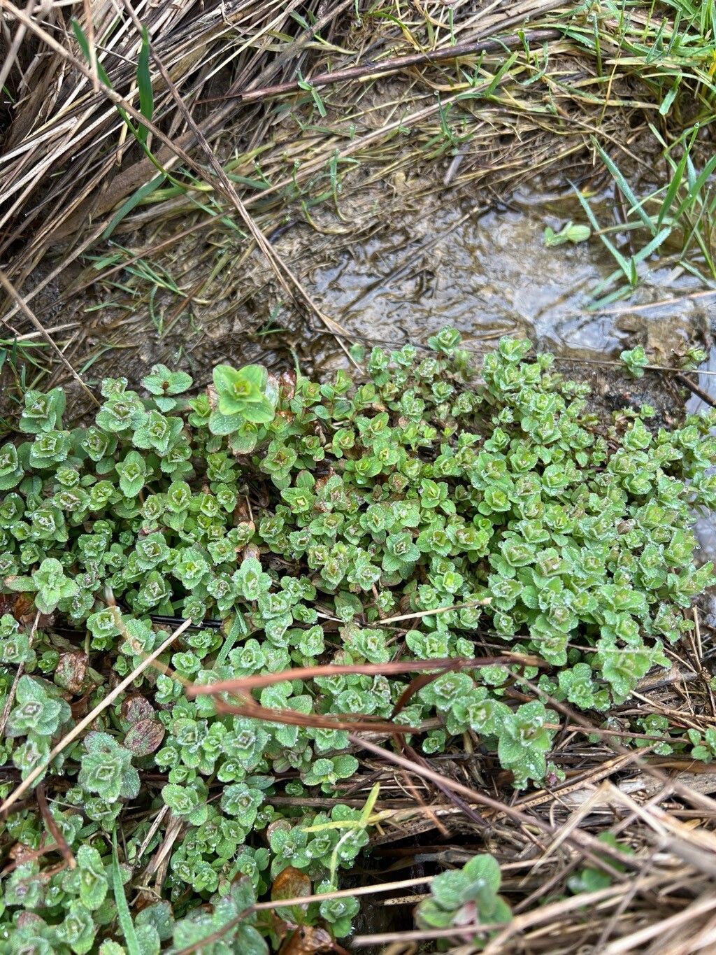 Hypericum elodes (Marsh St John's-wort) (alternate view 13)