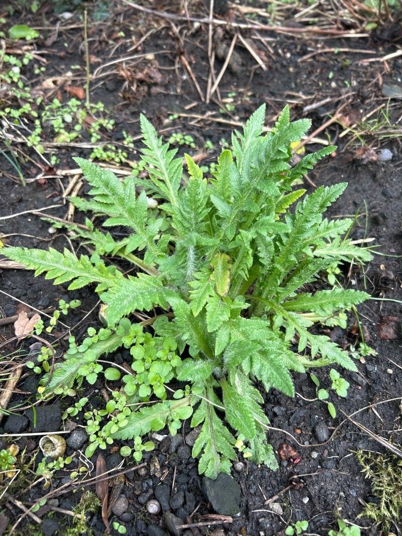 Papaver orientale (Oriental poppy) (alternate view 11)