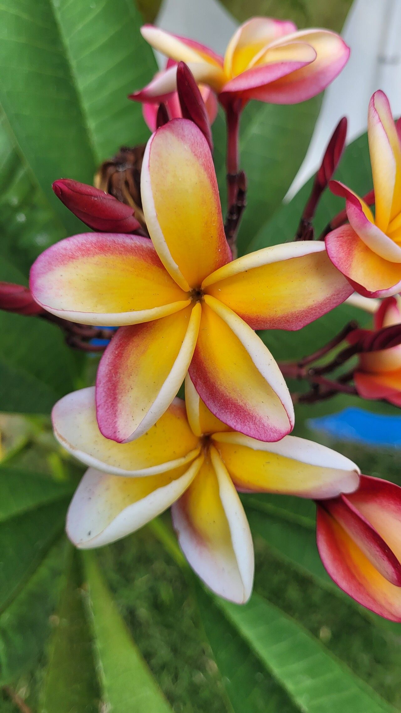 Plumeria rubra (Plumeria) (alternate view 12)