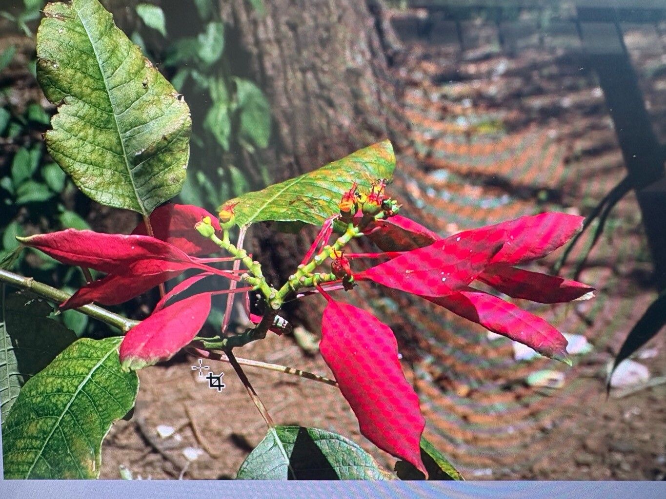 Euphorbia pulcherrima (Poinsettia) (alternate view 10)