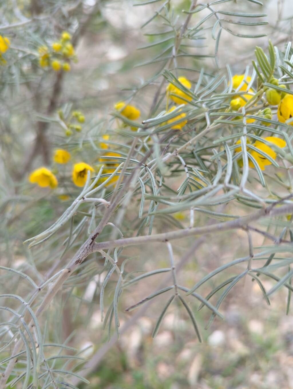 Senna artemisioides (silver senna) (alternate view 11)
