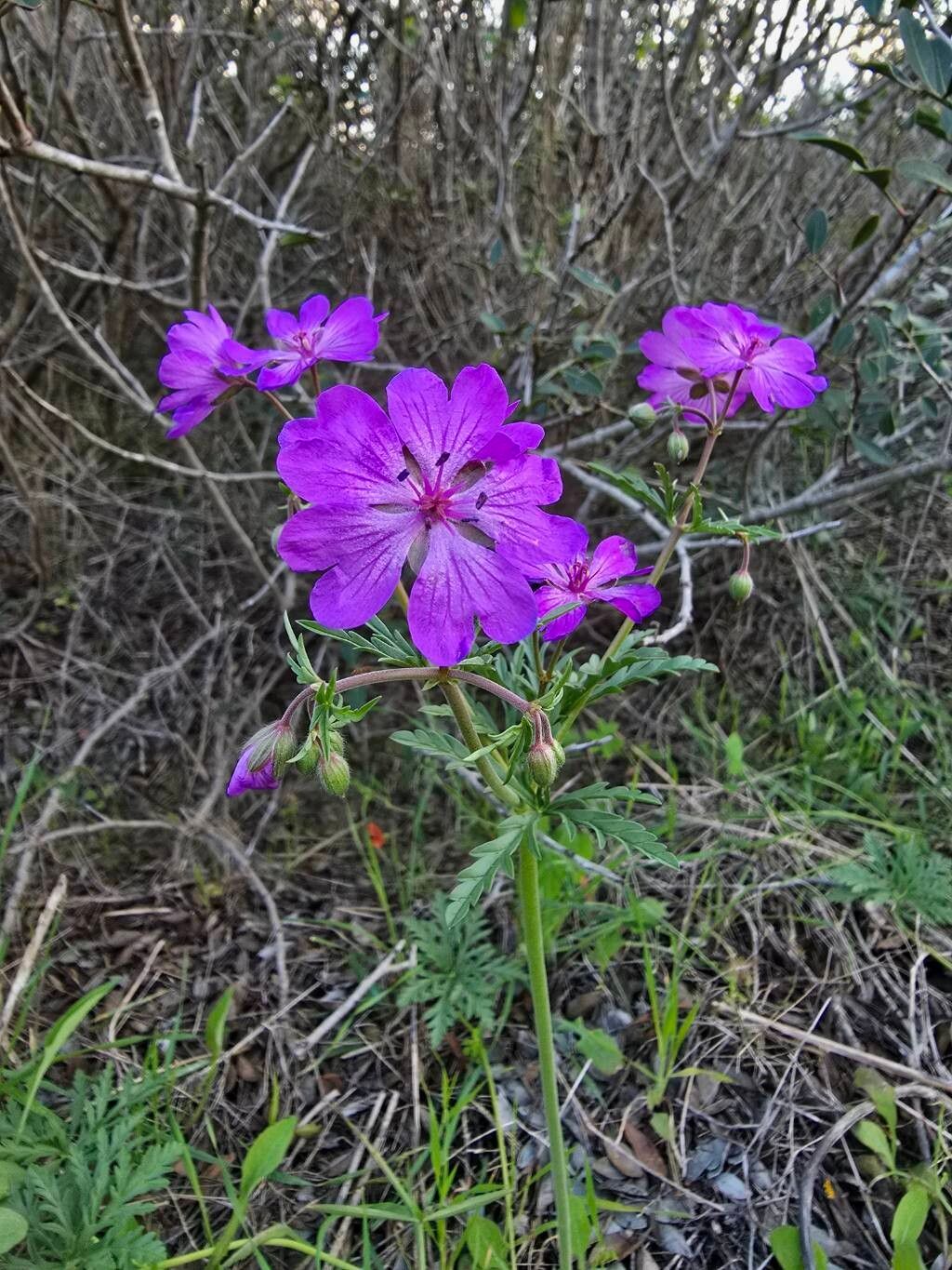 Geranium tuberosum (Tuberous Geranium) (alternate view 13)