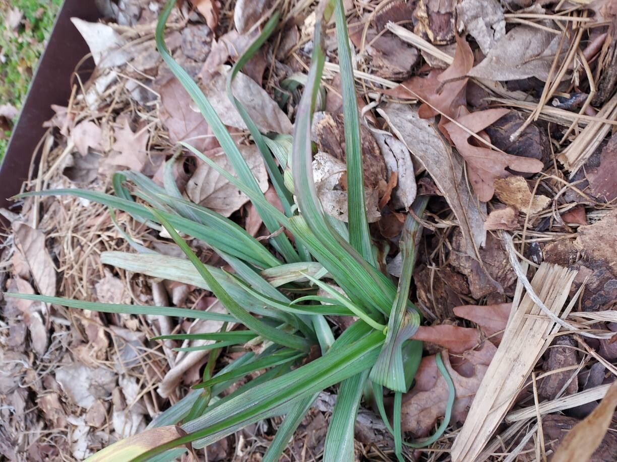 Tradescantia virginiana (Virginia spiderwort) (alternate view 15)