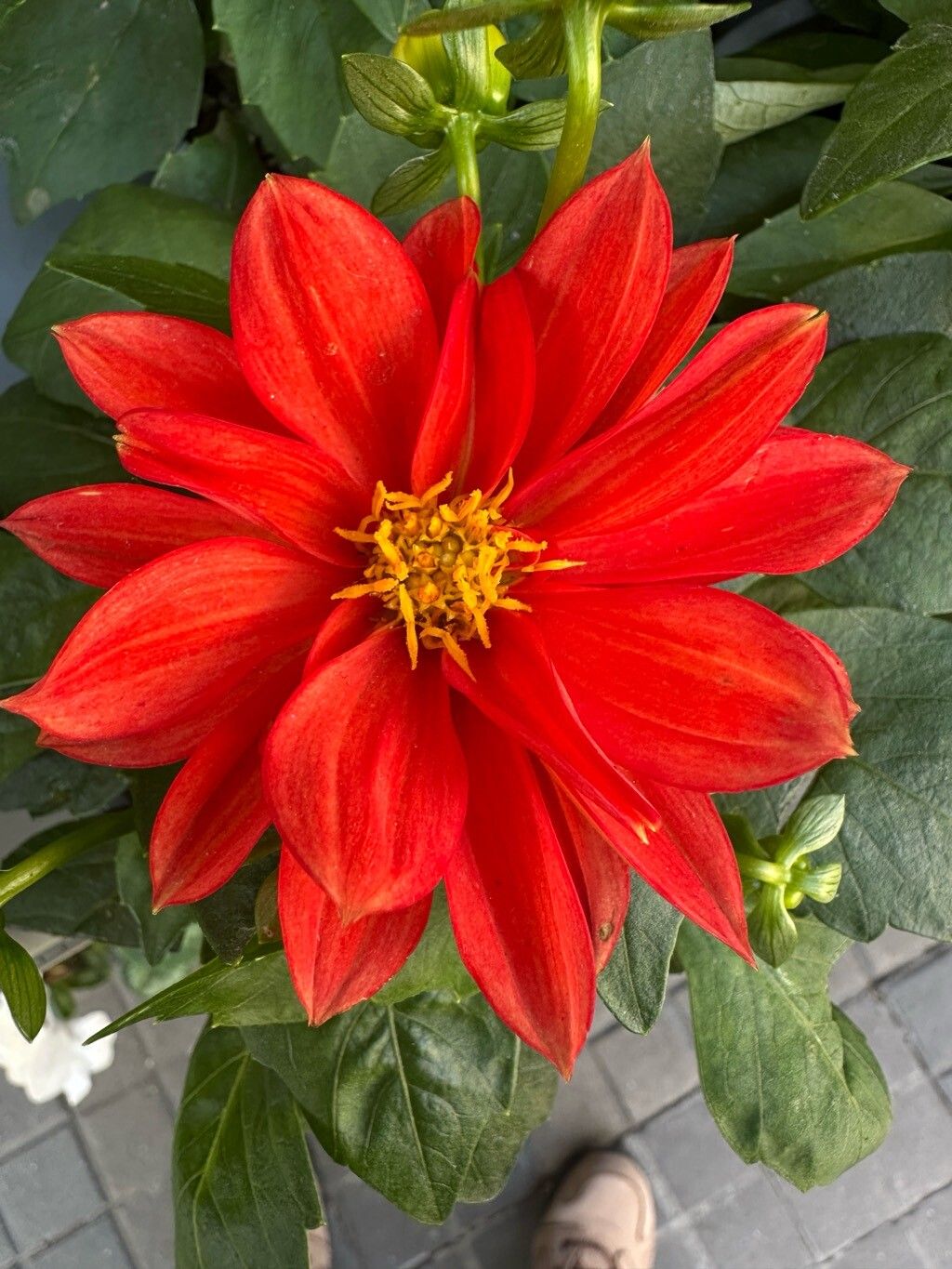 Dahlia pinnata (Garden Dahlia) (alternate view 6)