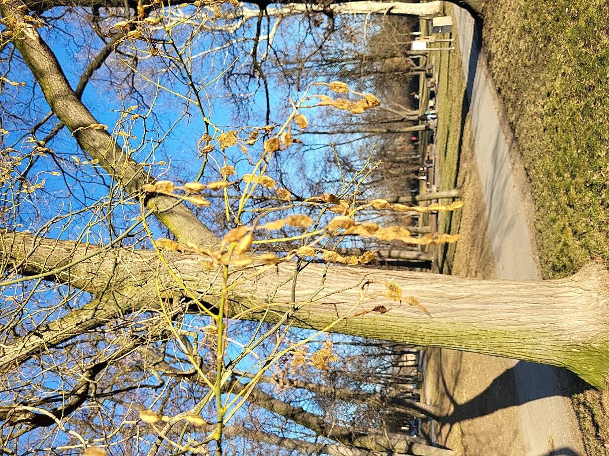 Sophora japonica (Japanese Pagoda Tree) (alternate view 2)