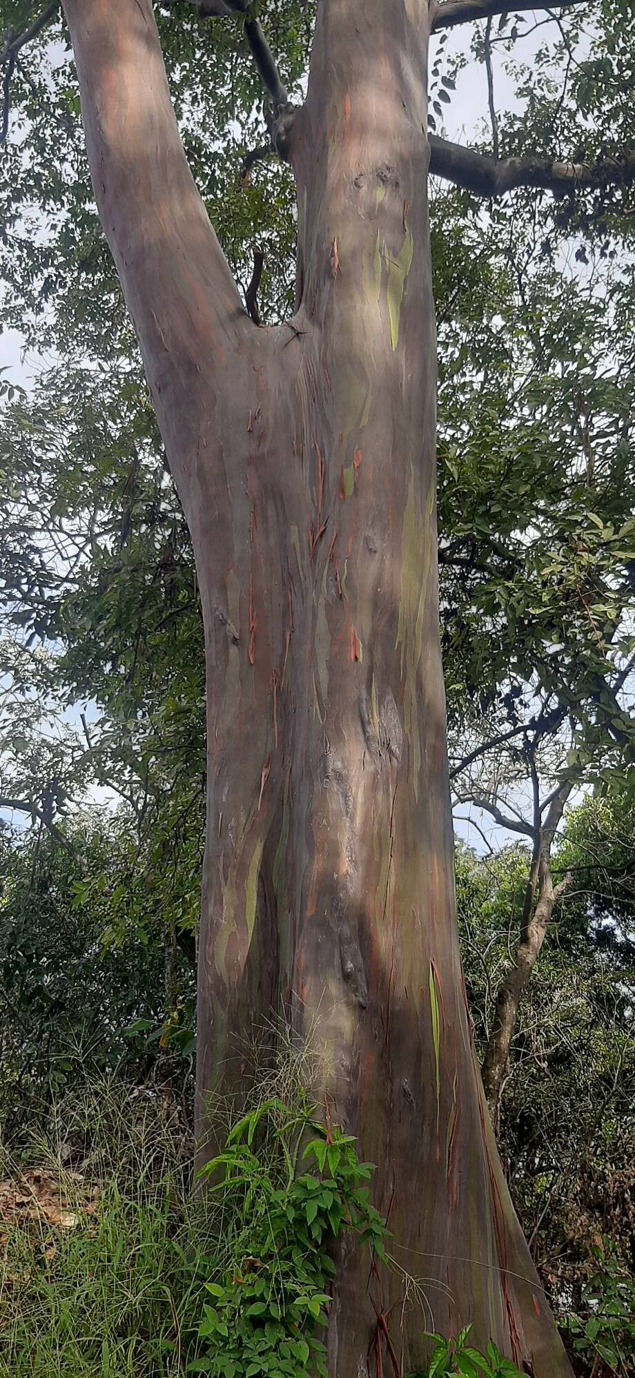 Eucalyptus deglupta (Rainbow Eucalyptus Tree) (alternate view 5)