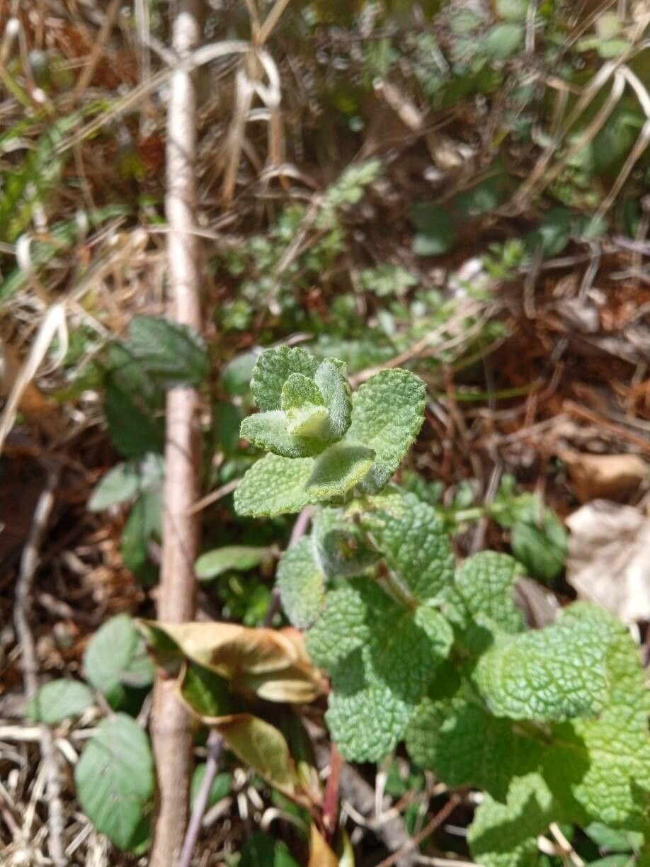 Mentha suaveolens (Apple Mint) (alternate view 12)