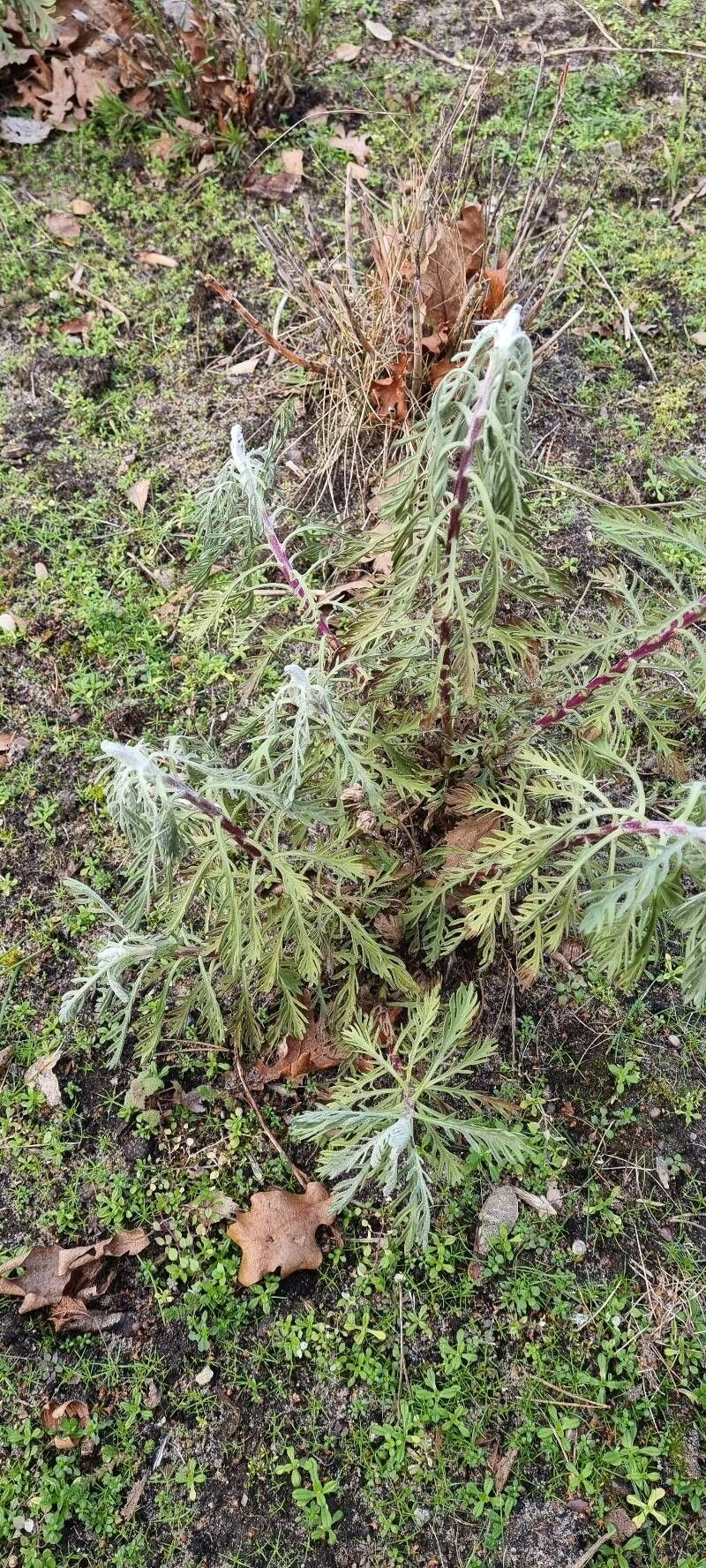 Salvia yangii (Russian Sage) (alternate view 3)