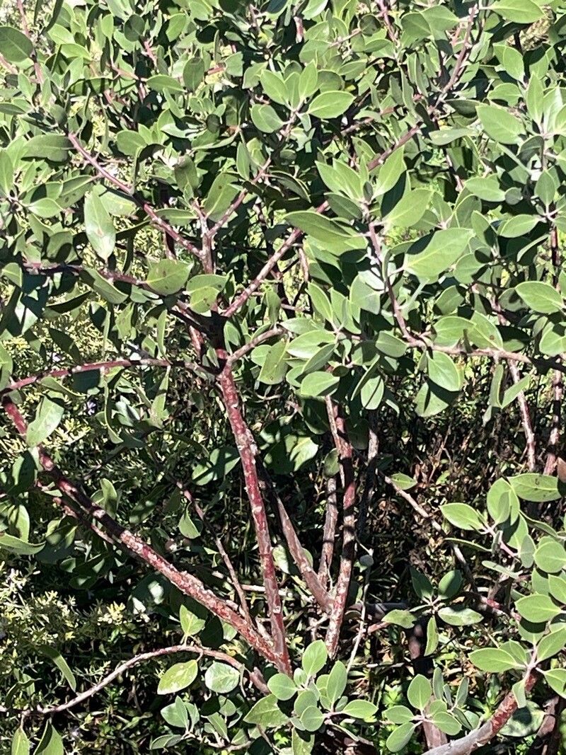 Arctostaphylos manzanita (Dr. Hurd Manzanita) (alternate view 2)
