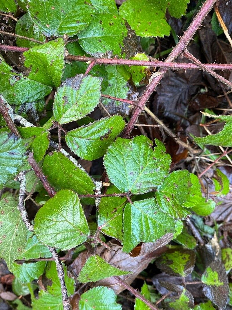 Rubus vestitus (Vested Blackberry) (alternate view 10)